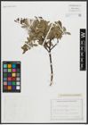 Foto von Salix arbuscula L.